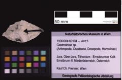 Foto (Objekt + Etiketten) von Gastrodorus sp. (NHMW-GEO-1990-0041-0104)